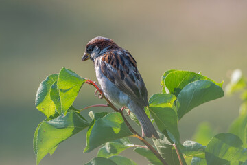 Portrait of a sparrow on a branch. Bird on a branch