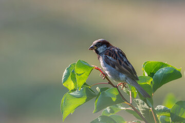 Portrait of a sparrow on a branch. Bird on a branch