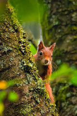 Squirrel on a tree. The red squirrel (Sciurus vulgaris)