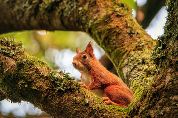 Squirrel on a tree. The red squirrel (Sciurus vulgaris)