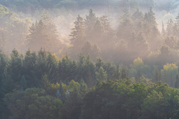 Misty morning in the forest. Fog in the forest