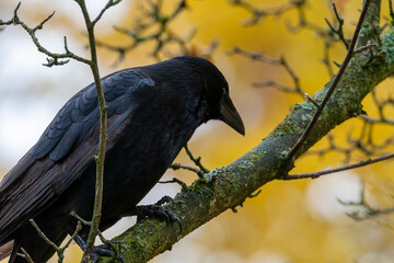 Raven on a tree. The common raven (Corvus corax)