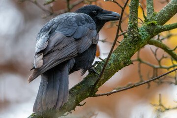 Raven on a tree. The common raven (Corvus corax). Blackbird on a tree branch