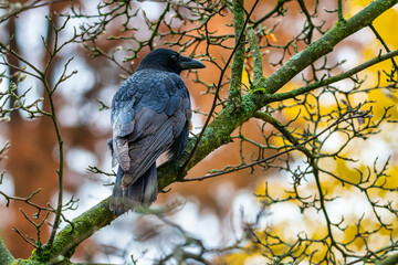 Raven on a tree. The common raven (Corvus corax). Blackbird on a tree branch