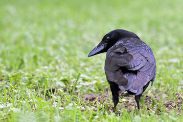 Close up of an european black crow (Corvus corone) on a green field with flowers. Portrait of a curious bird with black feathers. Black crows are one of the species with bigger distribution.