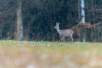 Deer in the woods: Deer in the forest: Deer in the grass. Roe deer in the field - (Capreolus Capreolus)