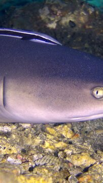 Vertical video of Whitetip reef shark (Triaenodon obesus) laying under table coral