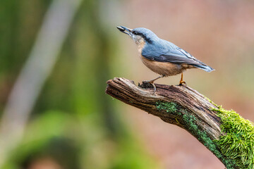 The Eurasian nuthatch or wood nuthatch (Sitta europaea). Bird on a branch