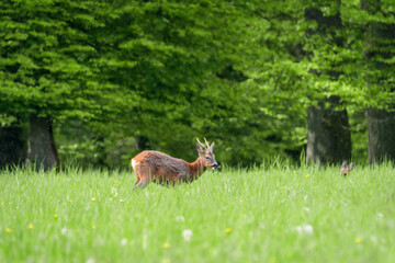 Deer in the forest: Deer in the grass. Roe deer in the field - (Capreolus Capreolus)