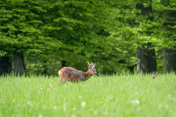 Foto op Canvas Deer in the forest: Deer in the grass. Roe deer in the field - (Capreolus Capreolus) © mariusgabi