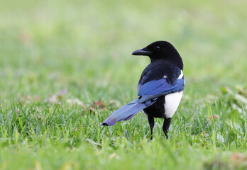 Portrait of a smart eurasian magpie (Pica pica) standing on a grass field with a green background. Beautiful intelligent black and white raven. Predator bird with stunning colorful feathers.