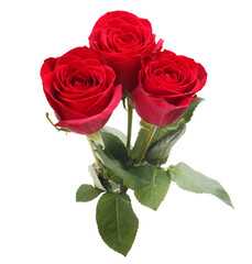 Three red rose flowers isolated on Png transparent background.