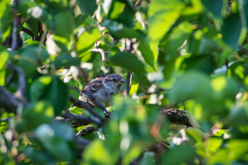 Sparrow on the branch. Bird on a branch