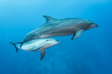 Obraz na płótnie Canvas Bottlenose dolphin in their natural environment