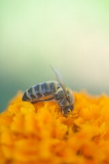 a bee sits feeding on pollen on a black bee