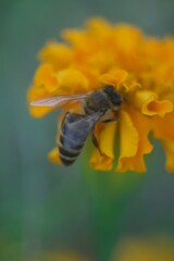 a bee sits feeding on pollen on a black bee