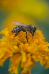 a bee sits feeding on pollen on a black bee