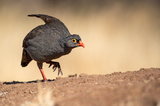 Red-billed spurfowl (Pternistis adspersus) also known as the red-billed francolin, Etosha national park, Namibia, Africa