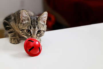 Striped cat sniffs a red Christmas bell.