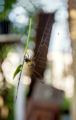 Spider swinging in its web with a piece of branch, selective focus, close-up