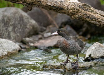 Blue duck (Hymenolaimus malacorhynchos)