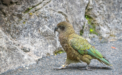 Kea (Nestor notabilis)