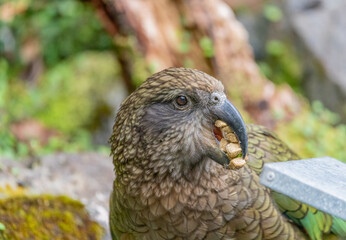 Kea (Nestor notabilis)