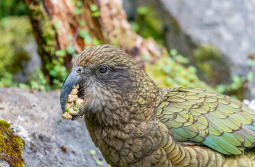 Kea (Nestor notabilis)