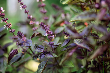 Flower Basil, great basil, Saint-Joseph's wort purple bush in the garden. Dietary seasoning to dishes. Additive to the lean table. Plants without GMOs in natural agriculture. Defocused - obrazy, fototapety, plakaty