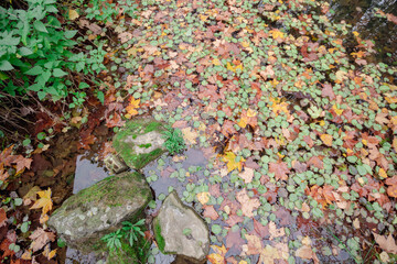 Conjunto de diferentes hojas de diferentes colores caídas de las ramas de los diferentes árboles...