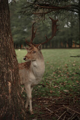 Young deer peeks out from behind a tree. Red deer in the forest and during the rut. A deer with large antlers close-up against the background of a forest clearing. Protection of forest animals