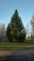 trees in the park