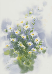 White camomile flowers watercolor background. Birthday card