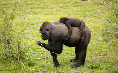 The western lowland gorilla is one of two subspecies of the western gorilla