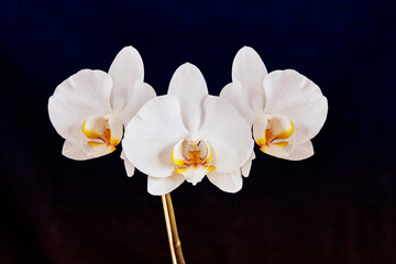Naklejka na ściany i meble Isolated white orchids on black background