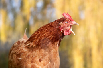 Brown Sussex chick yawns on blurred background