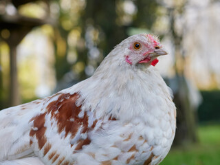 Closeup headshot of young white rooster