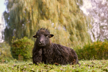 Obraz premium Brown ouessant sheep ewe in garden