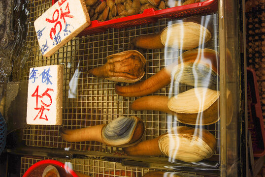 Pacific geoduck - Panopea generosa - is a saltwater clam also known as mud duck, king clam or elephant - trunk clam. Fresh seafood sales at the fish market. Hong Kong, China.