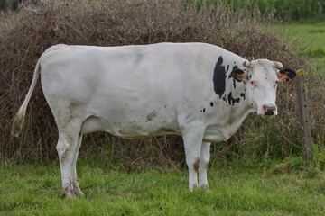 White black cow in the meadow