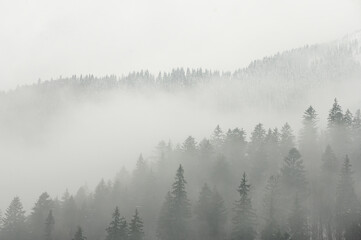 Fog above pine forests. Misty morning view in wet mountain area. Detail of dense pine forest in morning mist.
