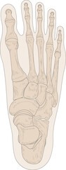 Bones of the right foot, dorsal (posterior) view