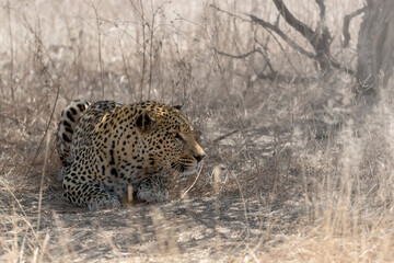 leopard (panthera pardus) lying in the african bush	
