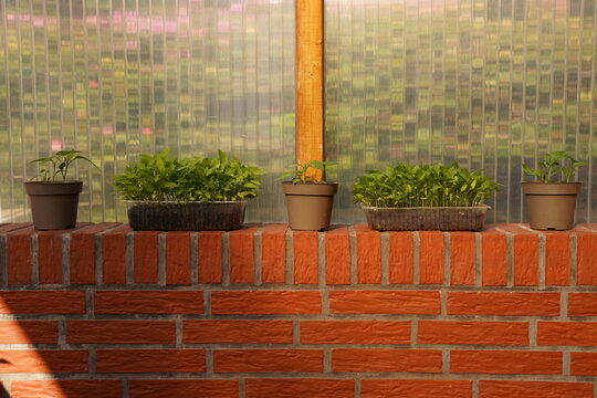 Plastic Pots With Greenery Stand On A Brick Windowsill, Recycled Plastic In Environmentally Friendly Crop Production. How To Eat Right To Lose Weight And Be Healthy. Struggle With Excess Weight.