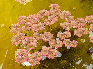 pink  Azolla filiculoides - Red Azolla or water fern . Mosqito fern on ice  in winter