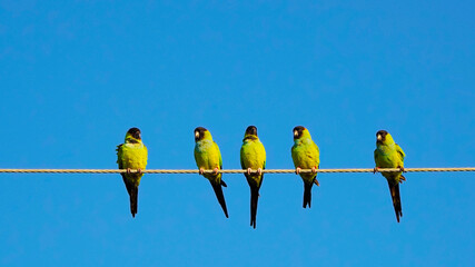 Nanday Parakeets perched on a wire and taking flight under a  sunny blue sky.