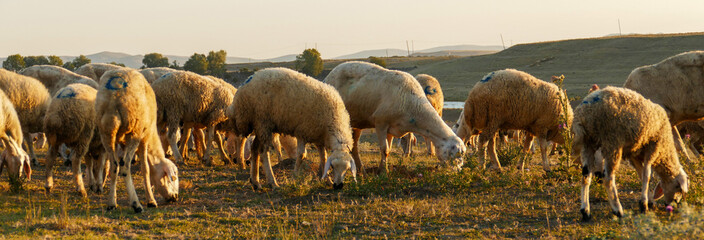 flock of sheep grazing in the field at sunset, sheep and lambs grazing in the open field,
