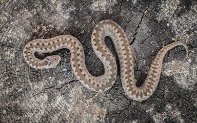 close up of a snake