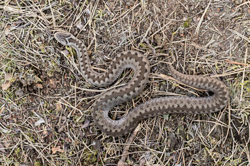 Common European adder, common European viper, Vipera berus
