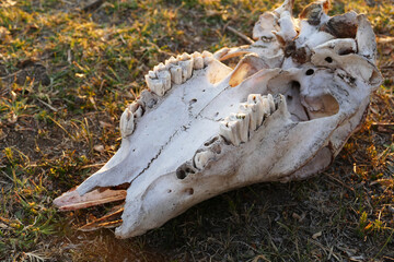 skeleton of a cow's head,cow skull and teeth on it,cow head close-up,